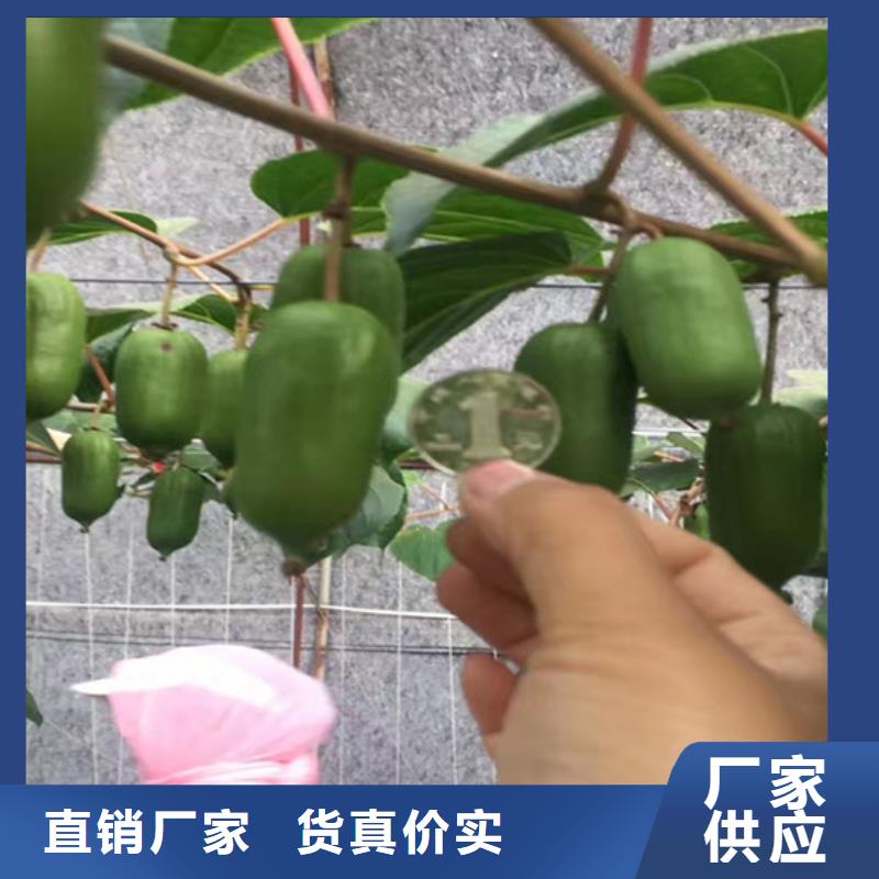 奇异果苗嫁接方法及时间