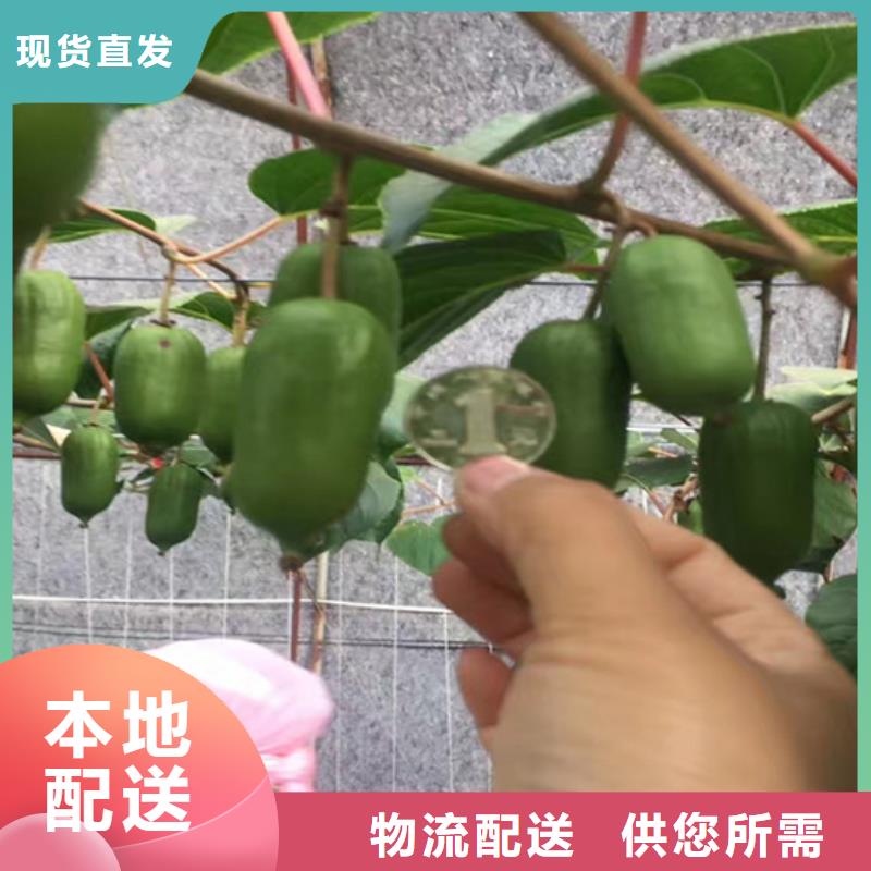 奇异果树苗种植管理技术/轩园园艺场