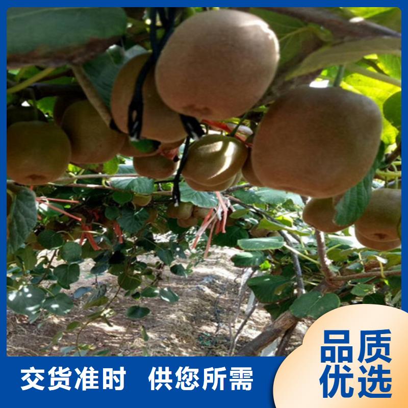 紫玉软枣猕猴桃苗大棚种植/轩园园艺场