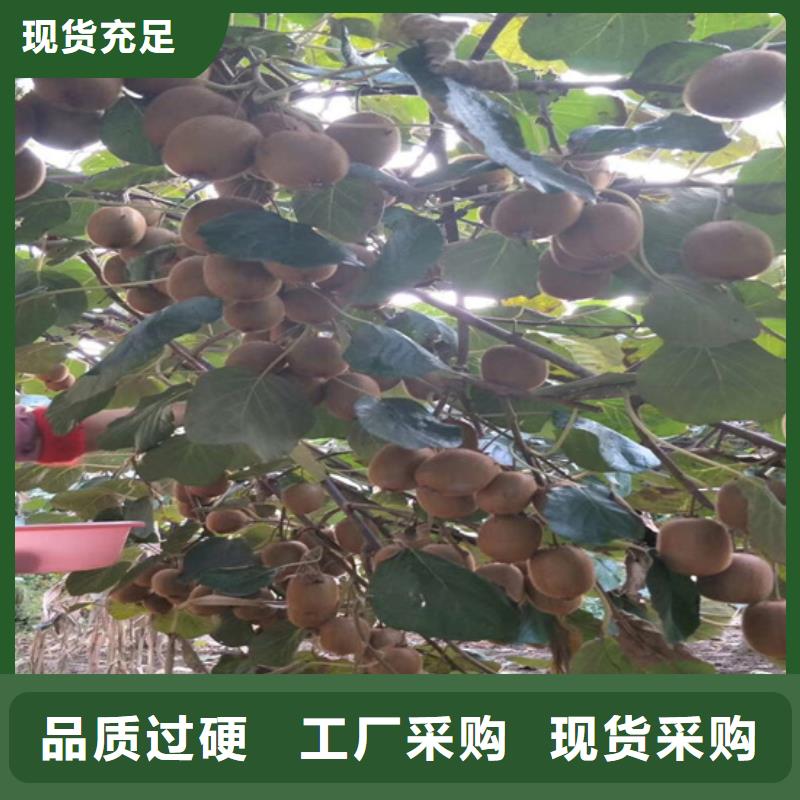 奇异果苗种植管理技术