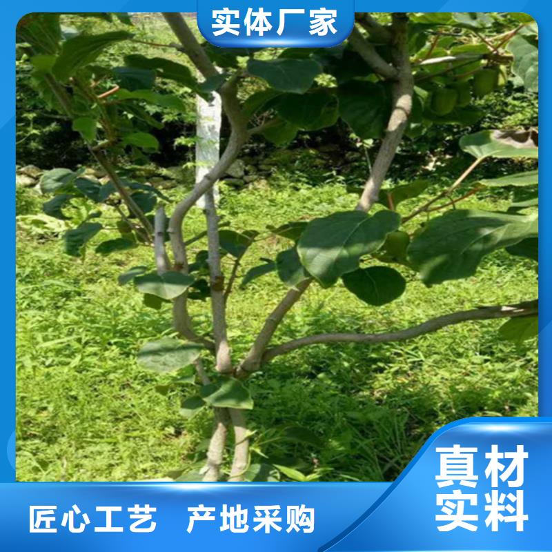 奇异果树苗种植管理技术/轩园园艺场