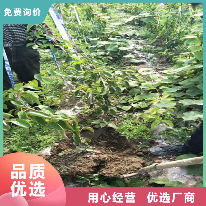 翠香猕猴桃苗适合种植地区/轩园园艺场