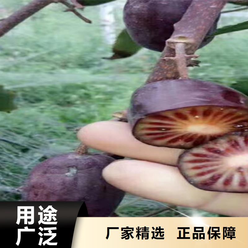 猕猴桃,草莓苗快捷物流