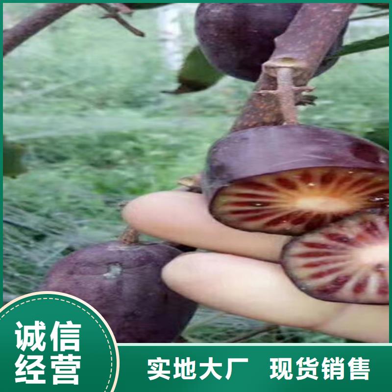 软枣猕猴桃苗适合种植地区