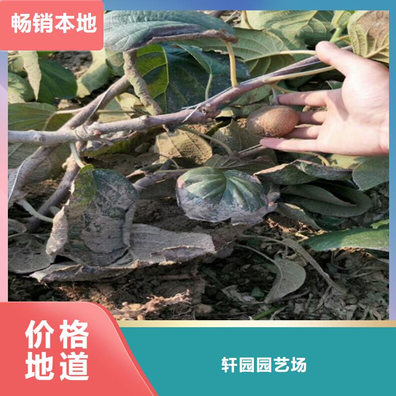 龙城软枣猕猴桃苗全国发货/轩园园艺场