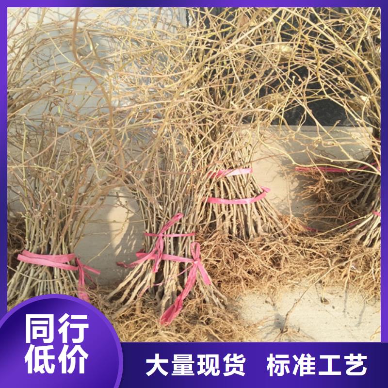 徐香猕猴桃苗量多优惠/轩园园艺场