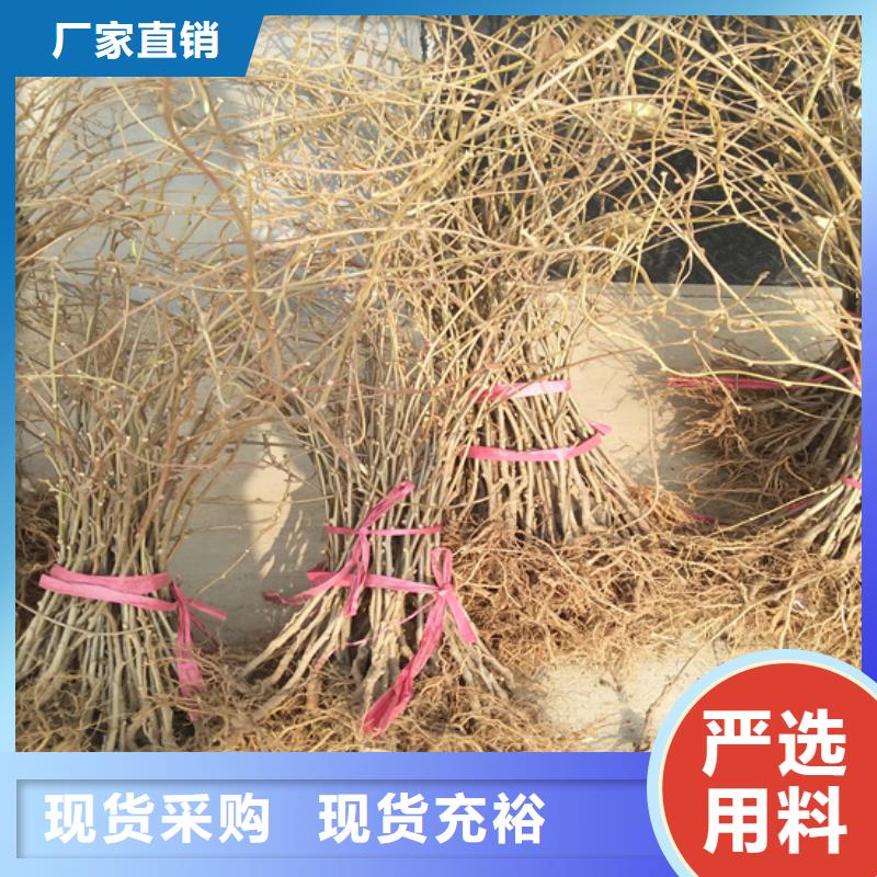 软枣猕猴桃苗现挖苗现发货