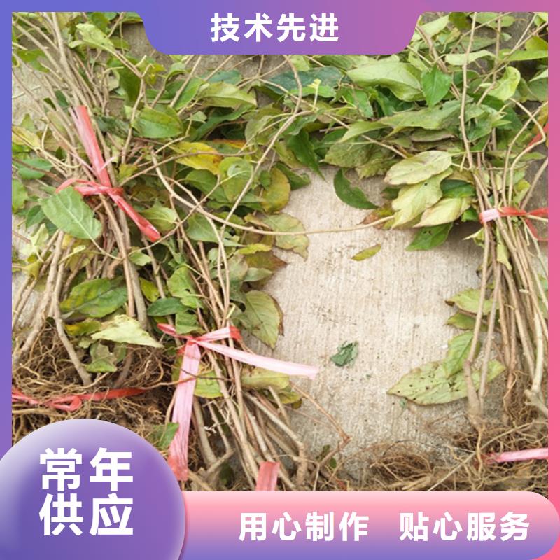 软枣猕猴桃苗种植管理技术