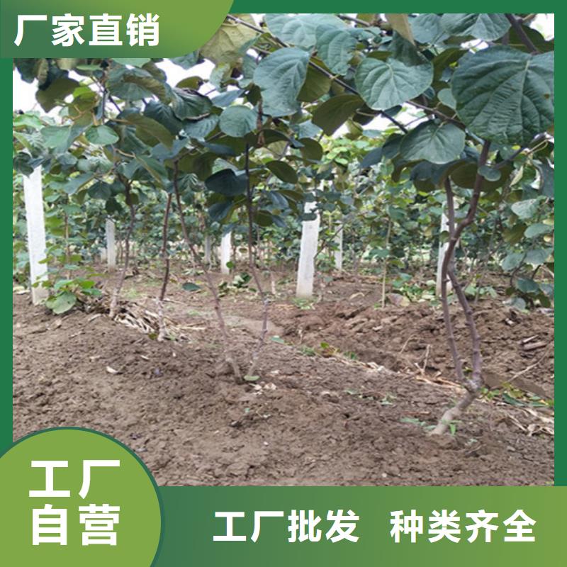 猕猴桃,草莓苗快捷物流