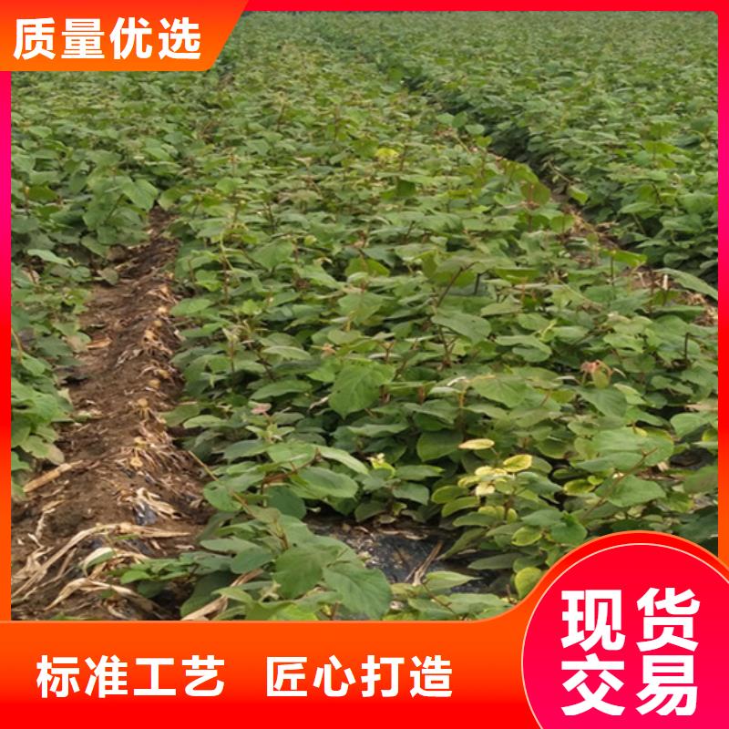 猕猴桃,草莓苗快捷物流