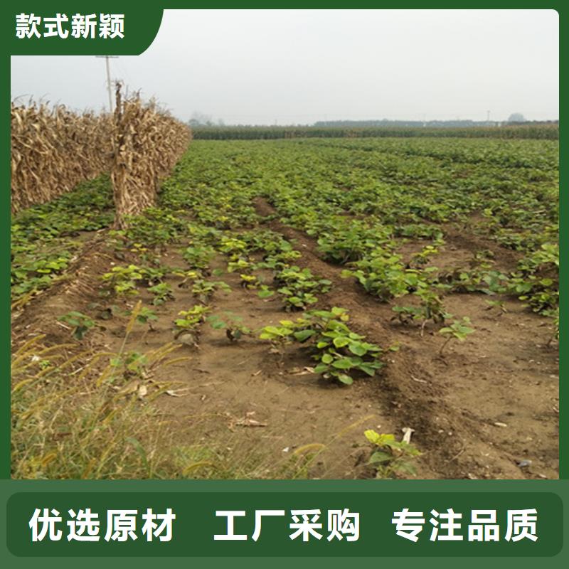 猕猴桃,草莓苗快捷物流