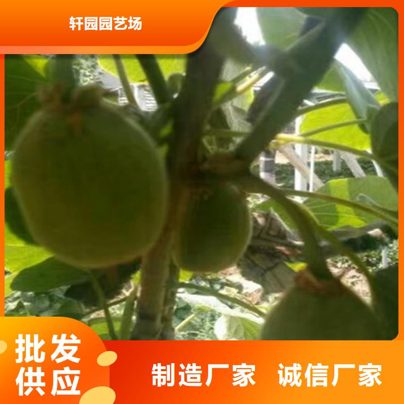 软枣猕猴桃苗适合种植地区