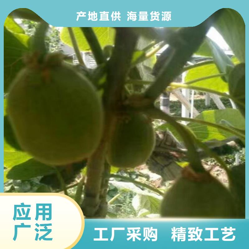 紫玉软枣猕猴桃苗大棚种植/轩园园艺场
