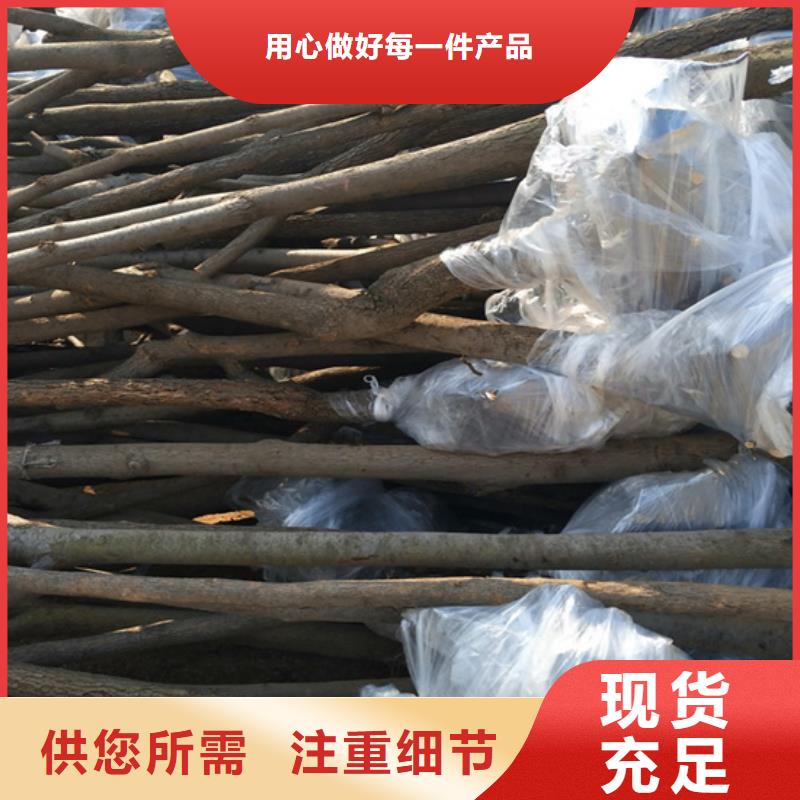 柿子板栗苗质量好