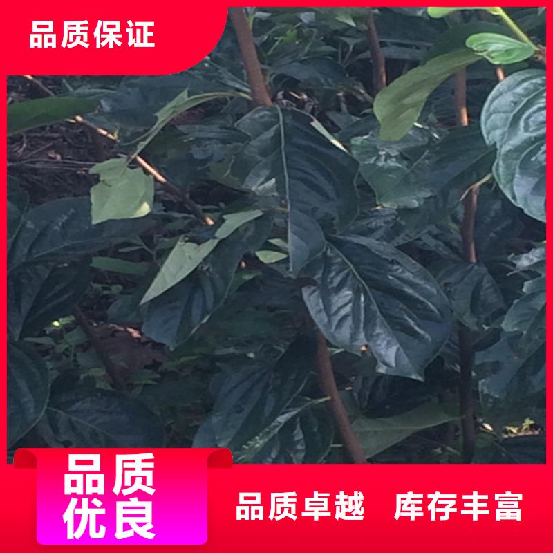 黑柿子树种植技术