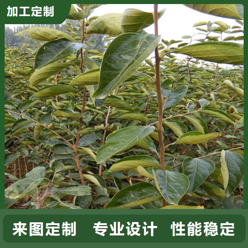 巧克力甜柿子树适合种植地区