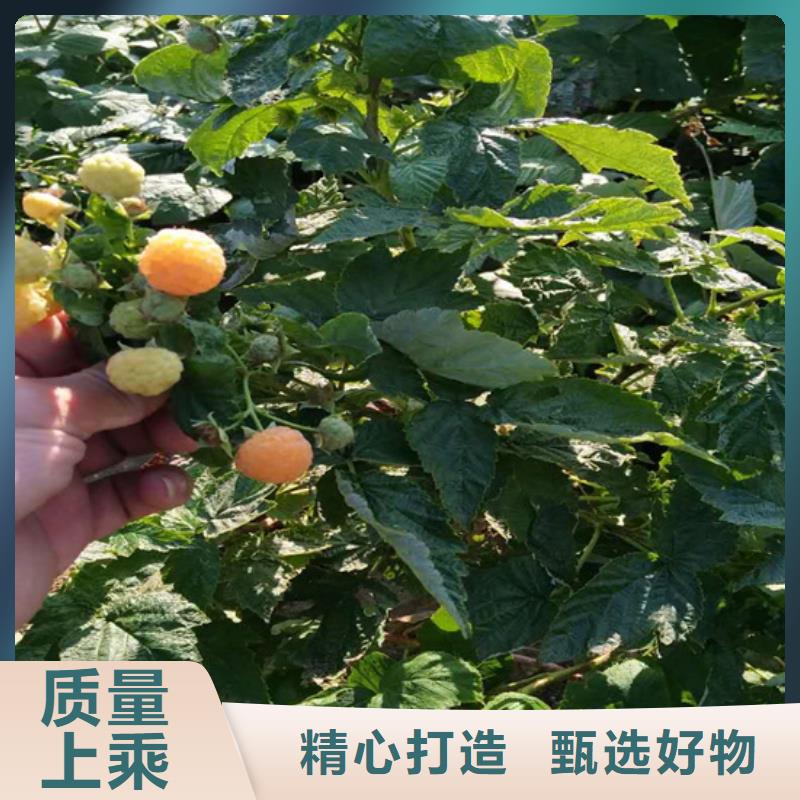 树莓【梨树苗】分类和特点