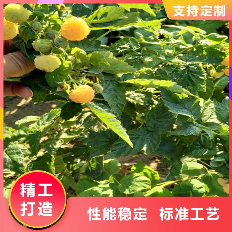 树莓石榴苗厂家直发