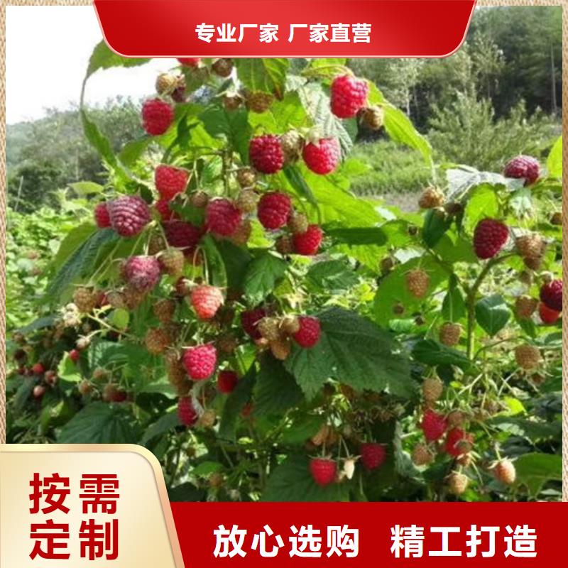 树莓苹果苗优质货源
