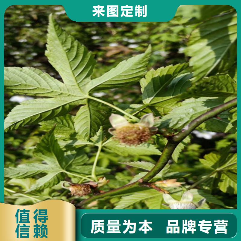 树莓梨树苗好品质选我们