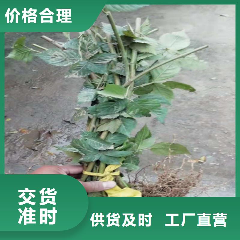 树莓苗批发价格