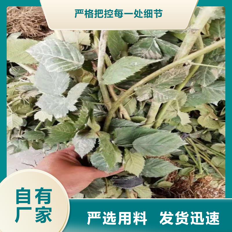 树莓梨树苗48小时发货