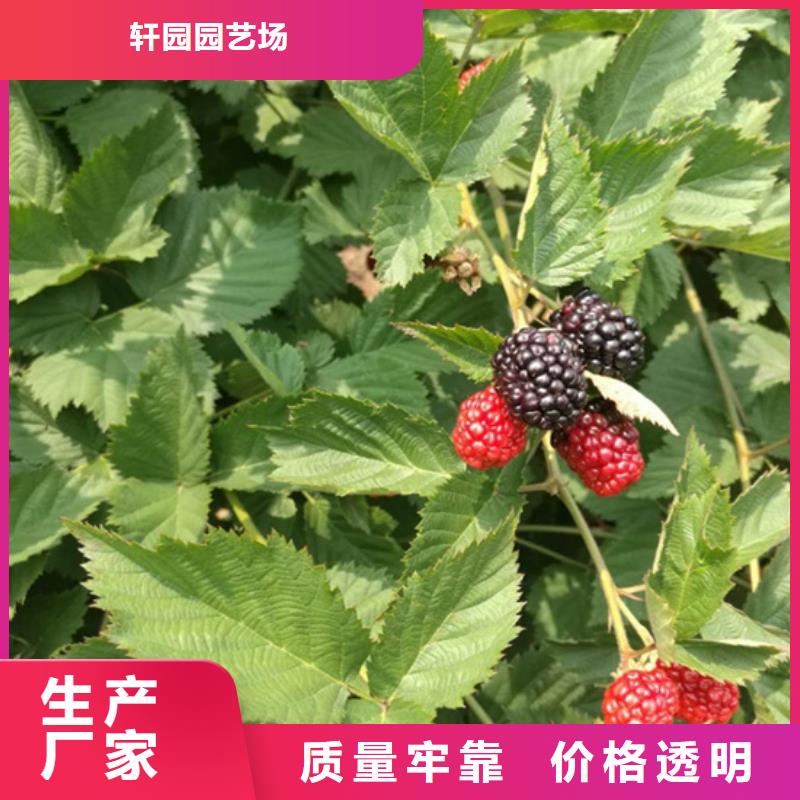 树莓苗批发价格