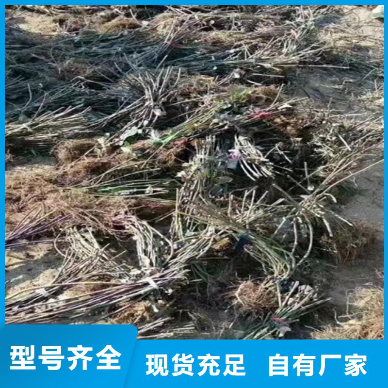 双季红树莓苗基地直销