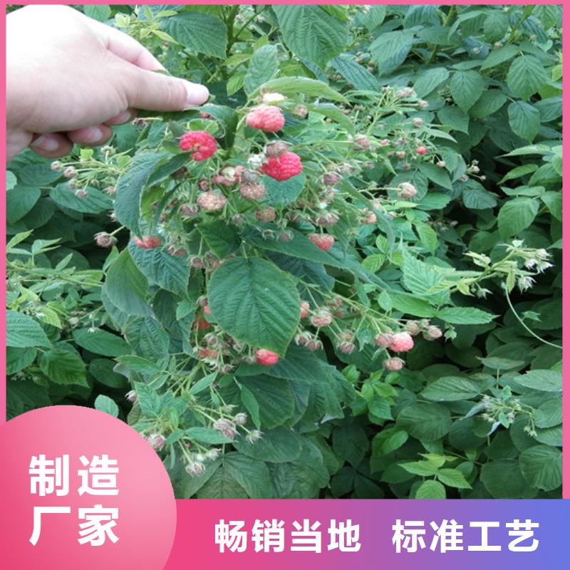 双季红树莓苗适合种植地区/轩园园艺场