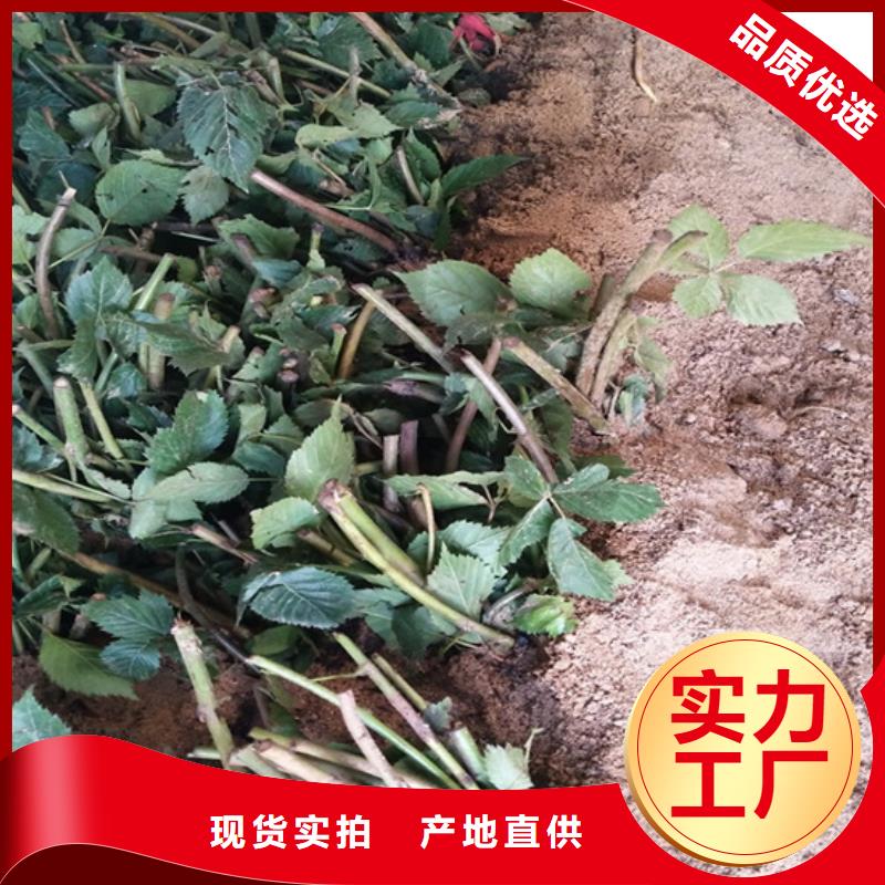 双季树莓苗当年结果树