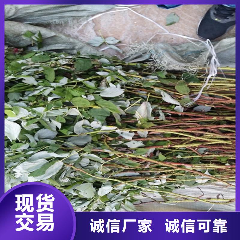 树莓梨树苗48小时发货