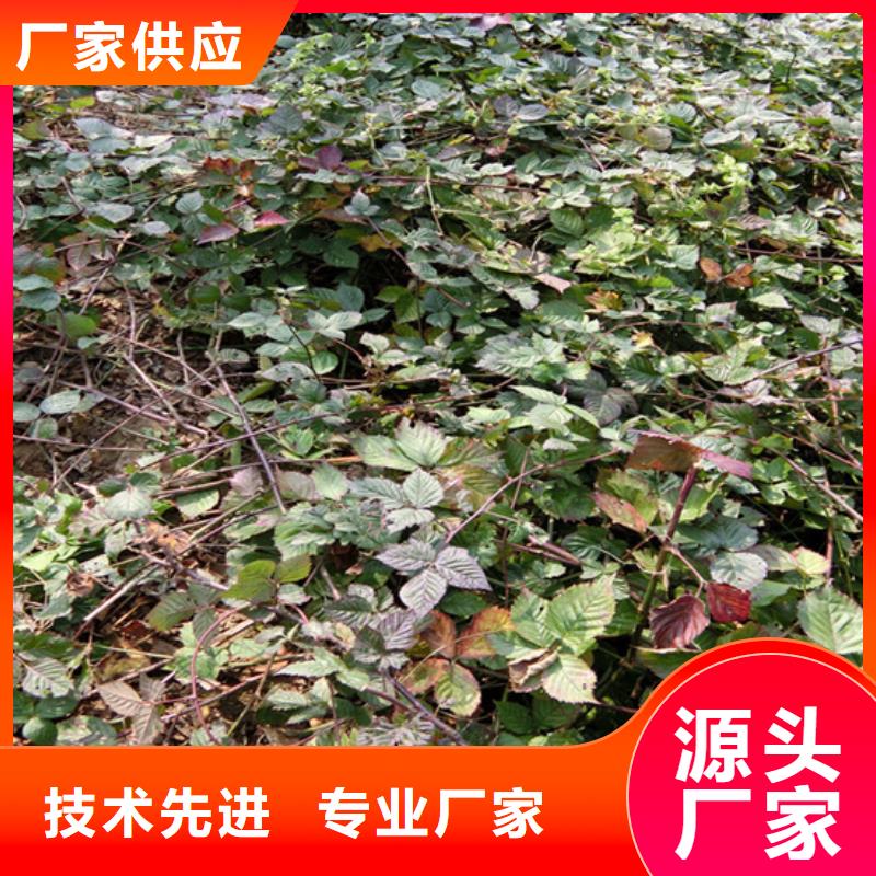 树莓苗适合种植地区