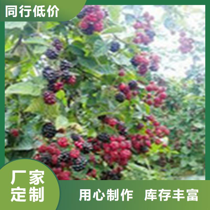 双季红树莓苗采摘园