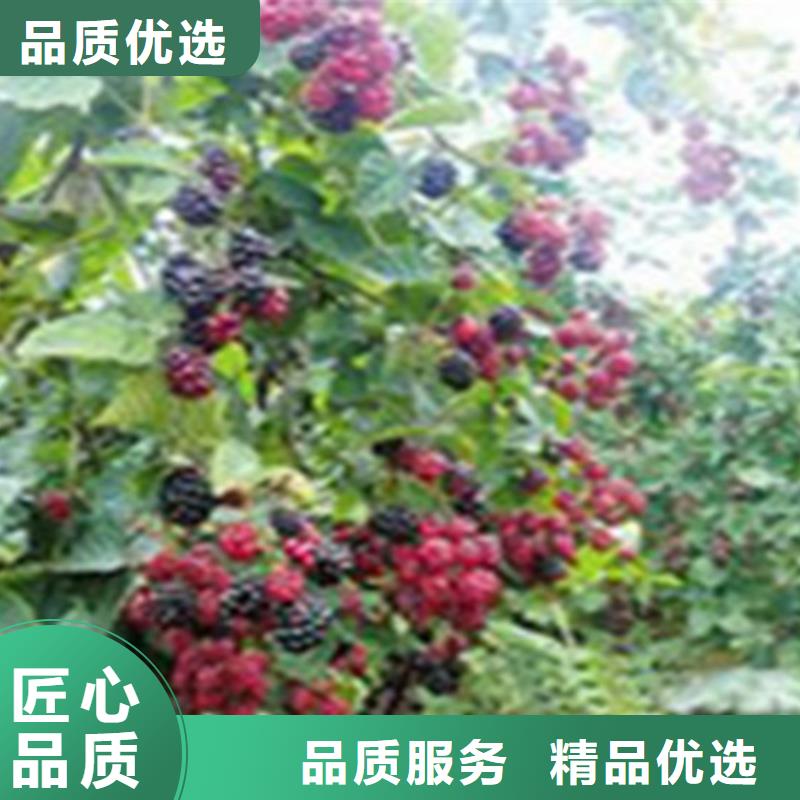 树莓桃树苗优质材料厂家直销