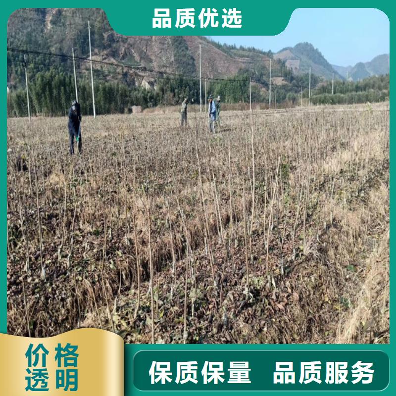 碧根果树苗适合种植地区