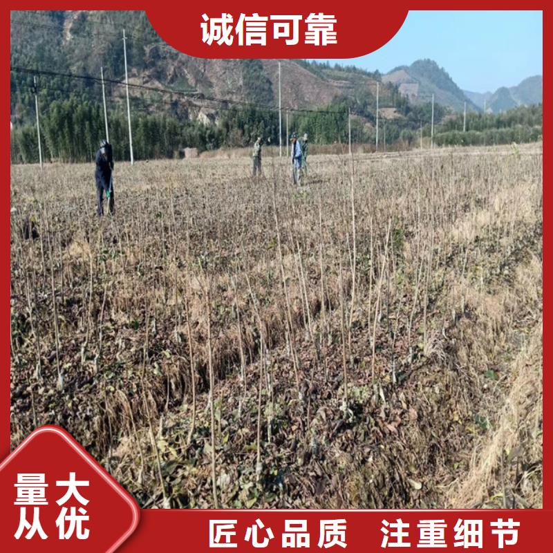 碧根果树苗基地直销