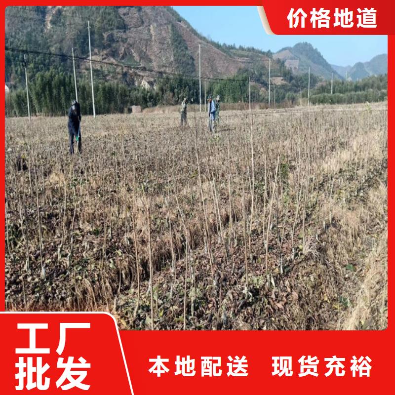 碧根果树苗产量多少