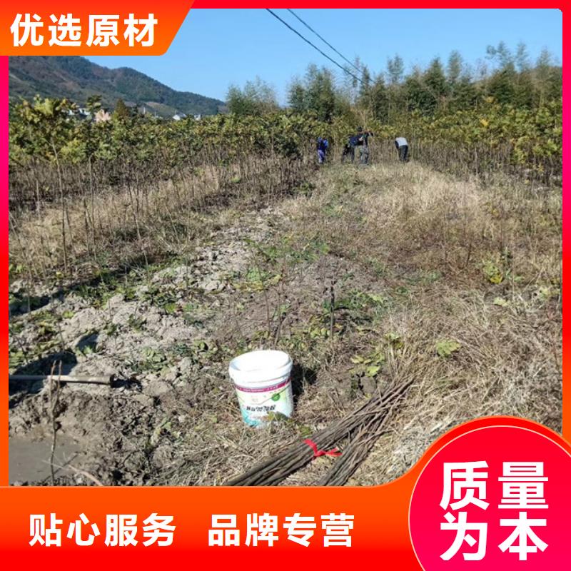 碧根果苗种植技术