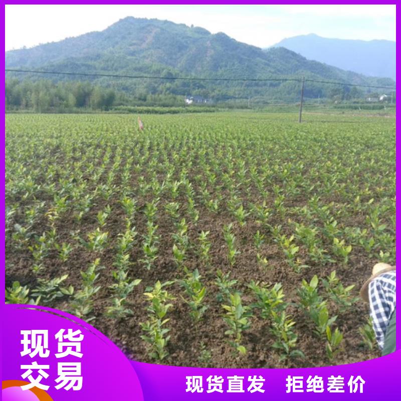 碧根果树苗适合种植地区