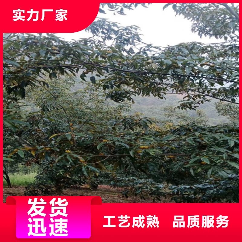 碧根果苗基地直销