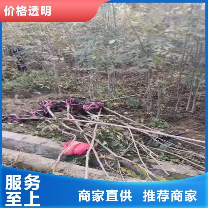 碧根果苗露天种植