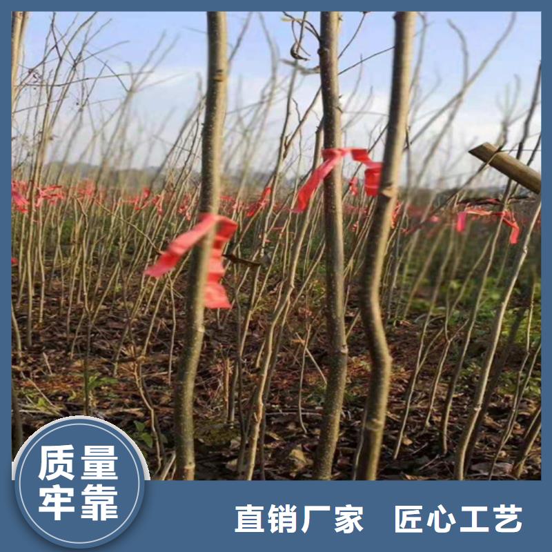 碧根果树苗量大从优