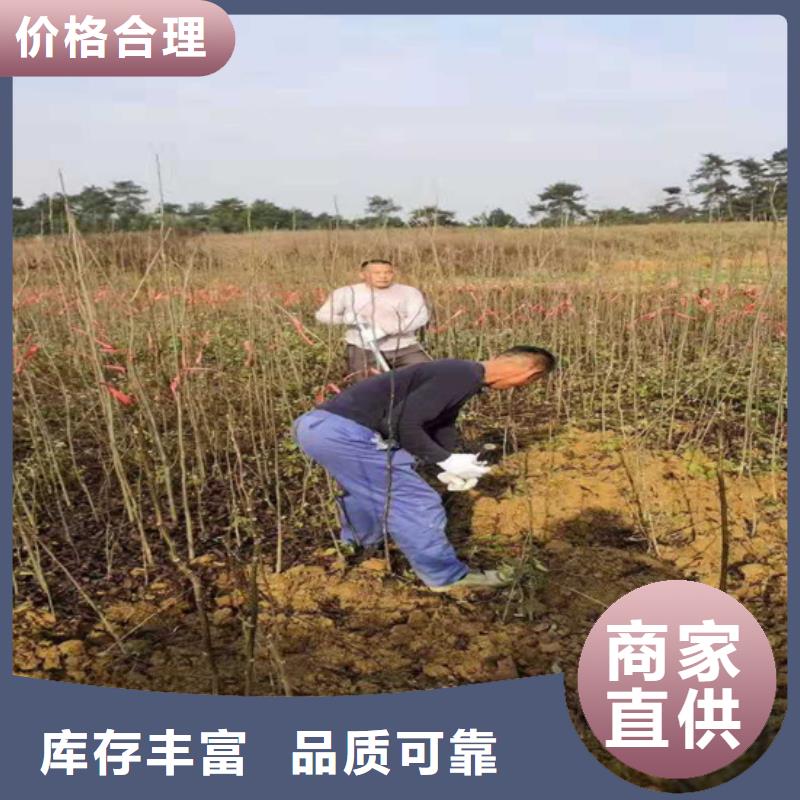 碧根果苗产量多少