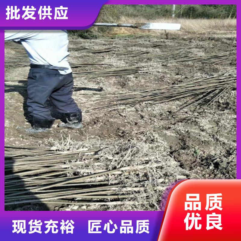 碧根果树苗质优价廉