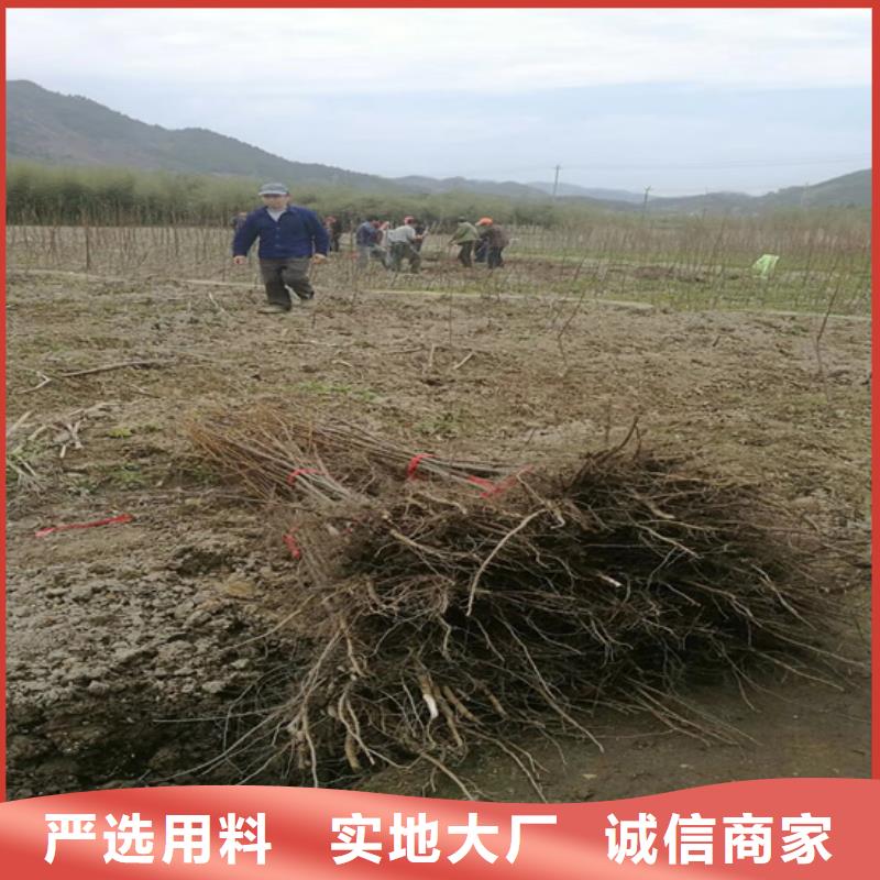 碧根果树苗种植基地