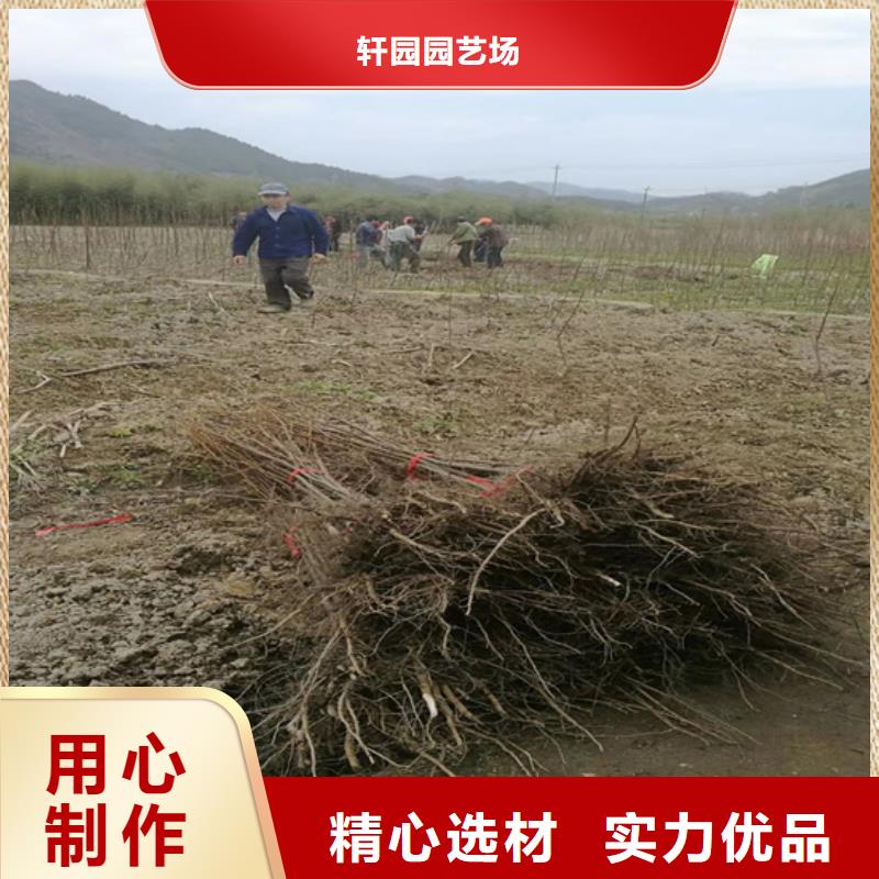 碧根果树苗量大从优