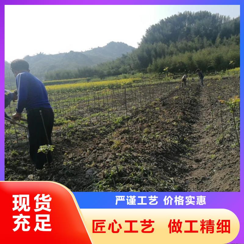 碧根果苗量多优惠