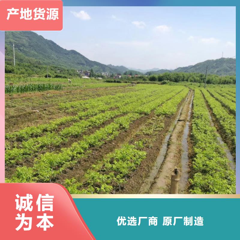 【碧根果】草莓苗诚信经营质量保证