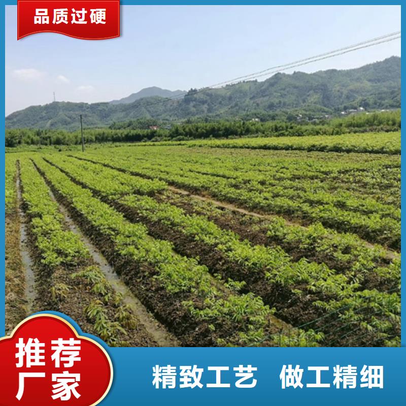 碧根果,草莓苗实力厂商