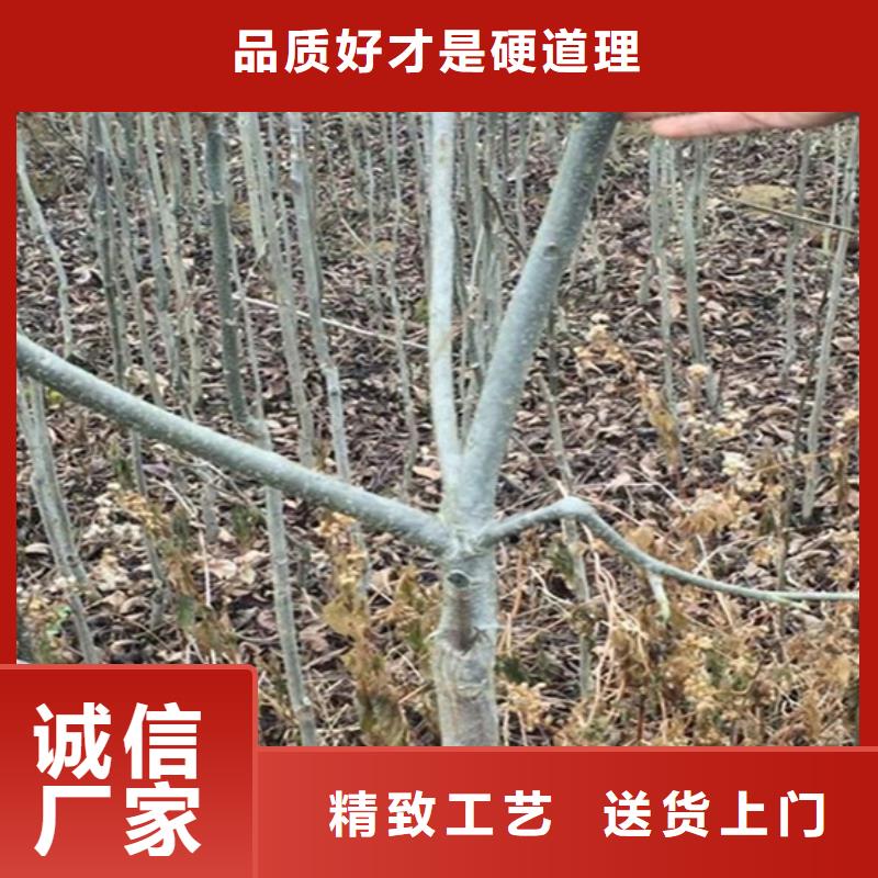 碧根果树苗露天种植